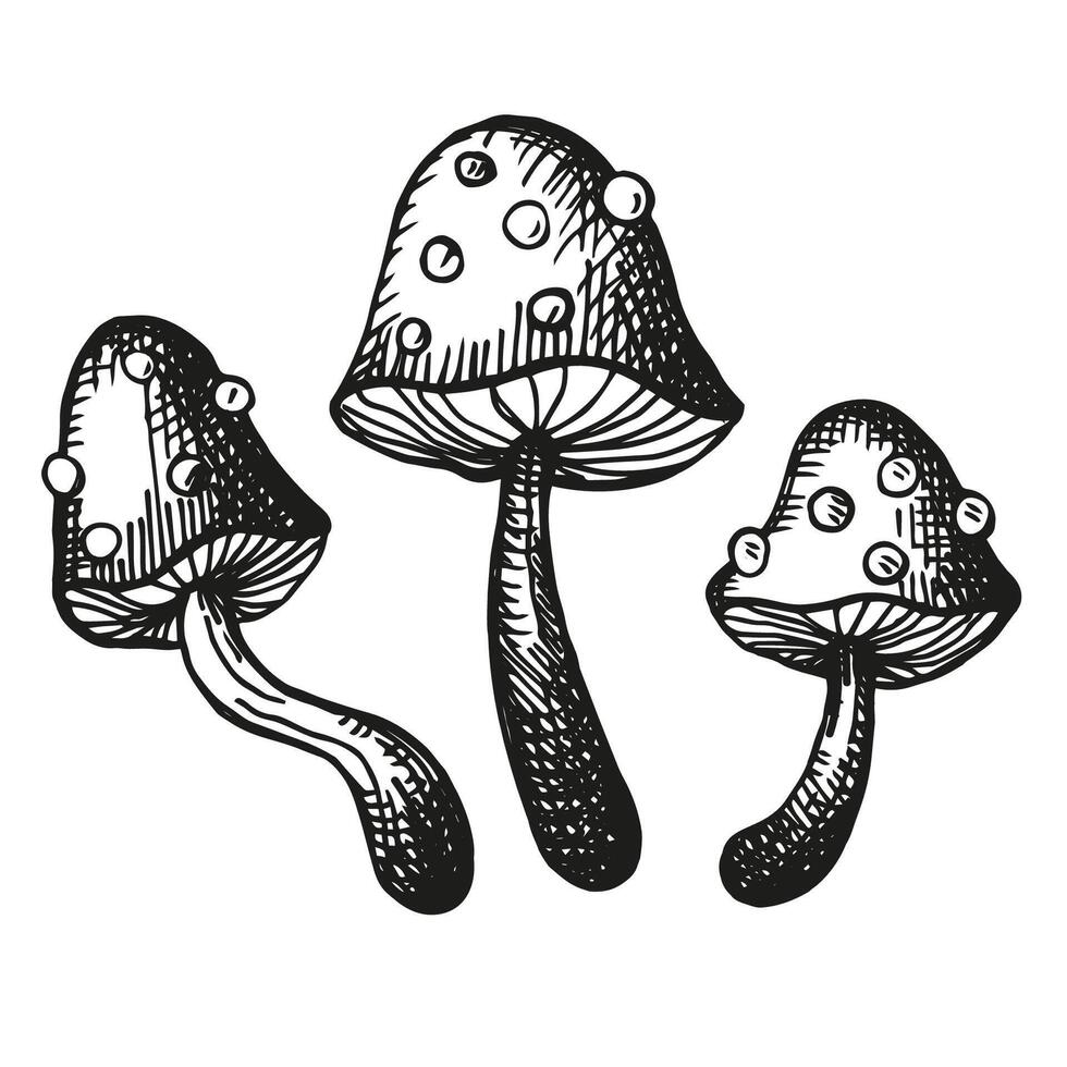 amanita svamp bläck skiss med gravyr hand dragen vektor illustration. teckning av paddsvamp, flyga agaric, magi svamp symbol, isolerat på vit bakgrund för logotyp, skriva ut, papper, design, kort