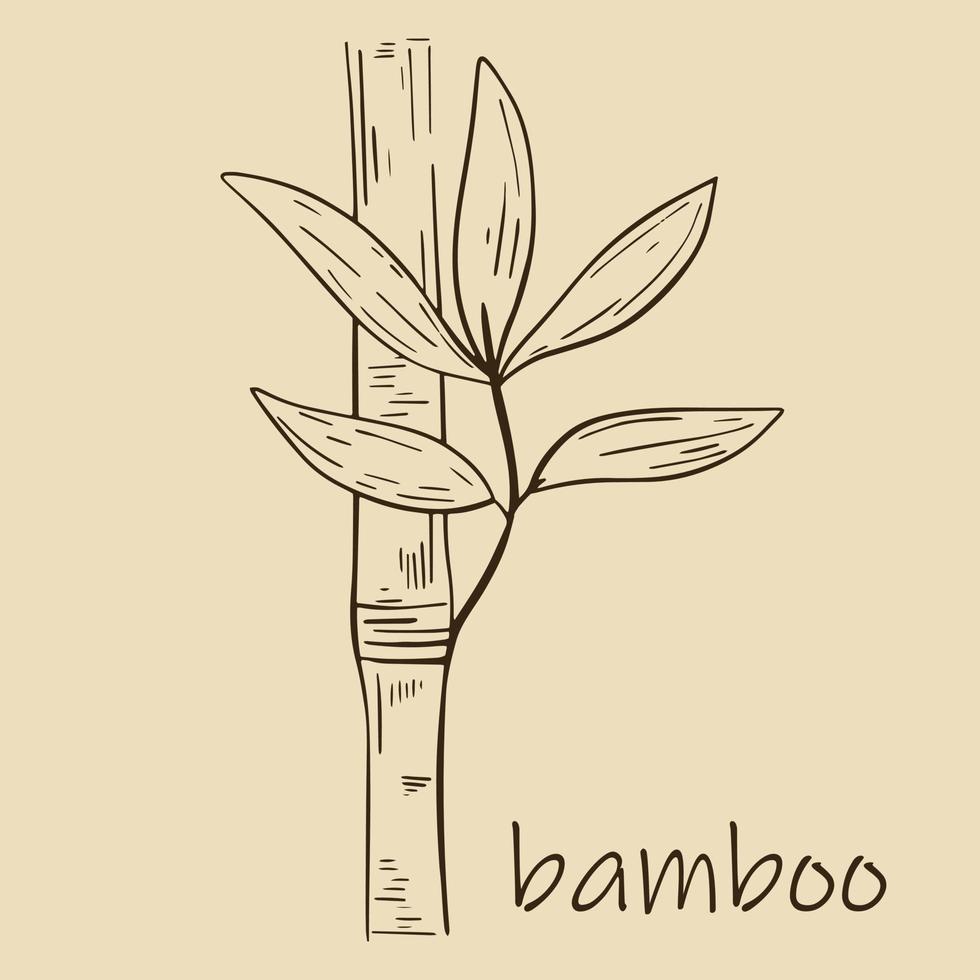 Bambusstamm mit Blättern isoliertes Objekt vektor