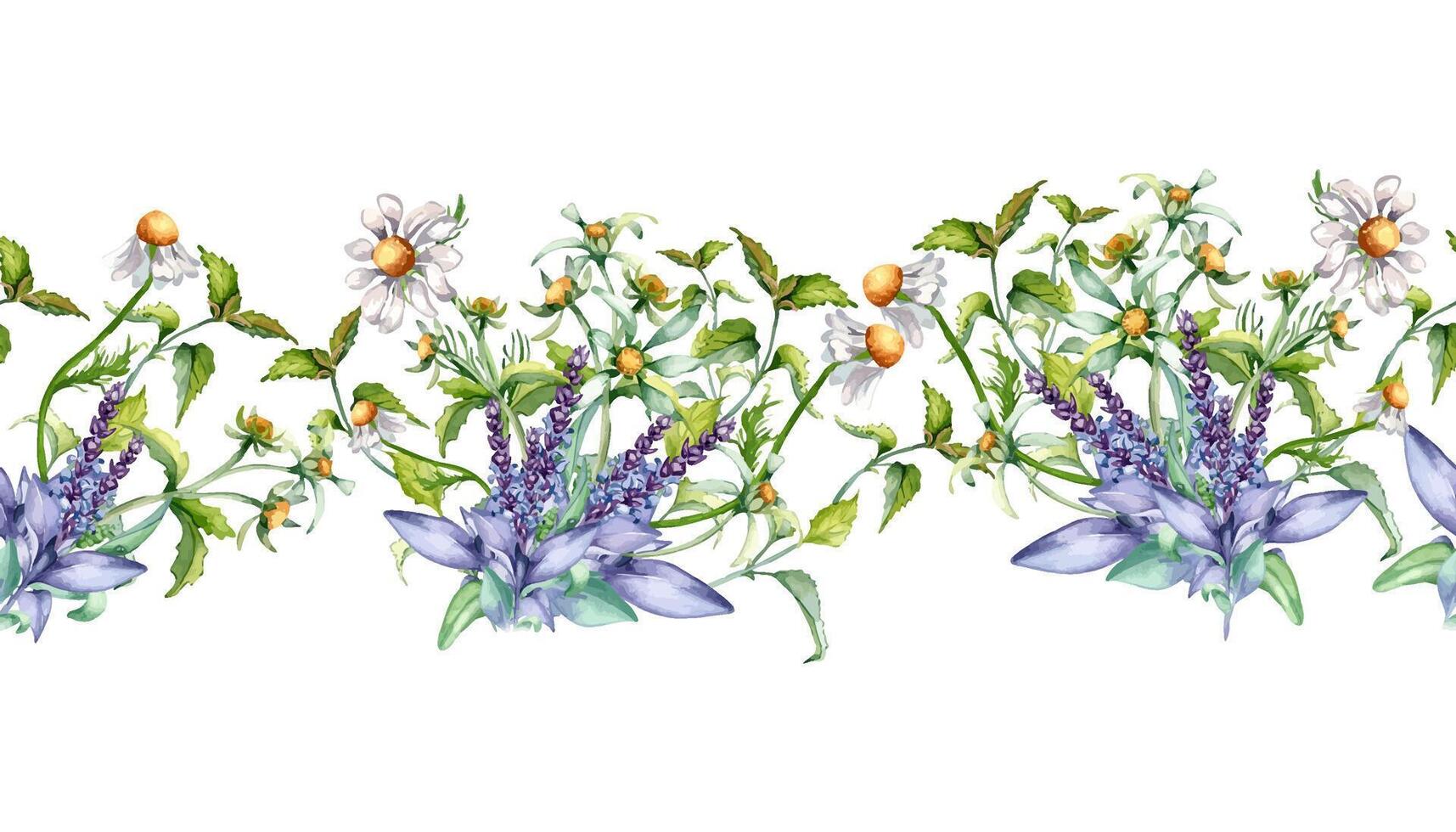 sömlös gräns av salvia ört- växt, bidens blomma vattenfärg illustration isolerat på vit. styrelse med salvia, nässla, kamomill. användbar örter hand ritade. design för märka, paket, skriva ut vektor