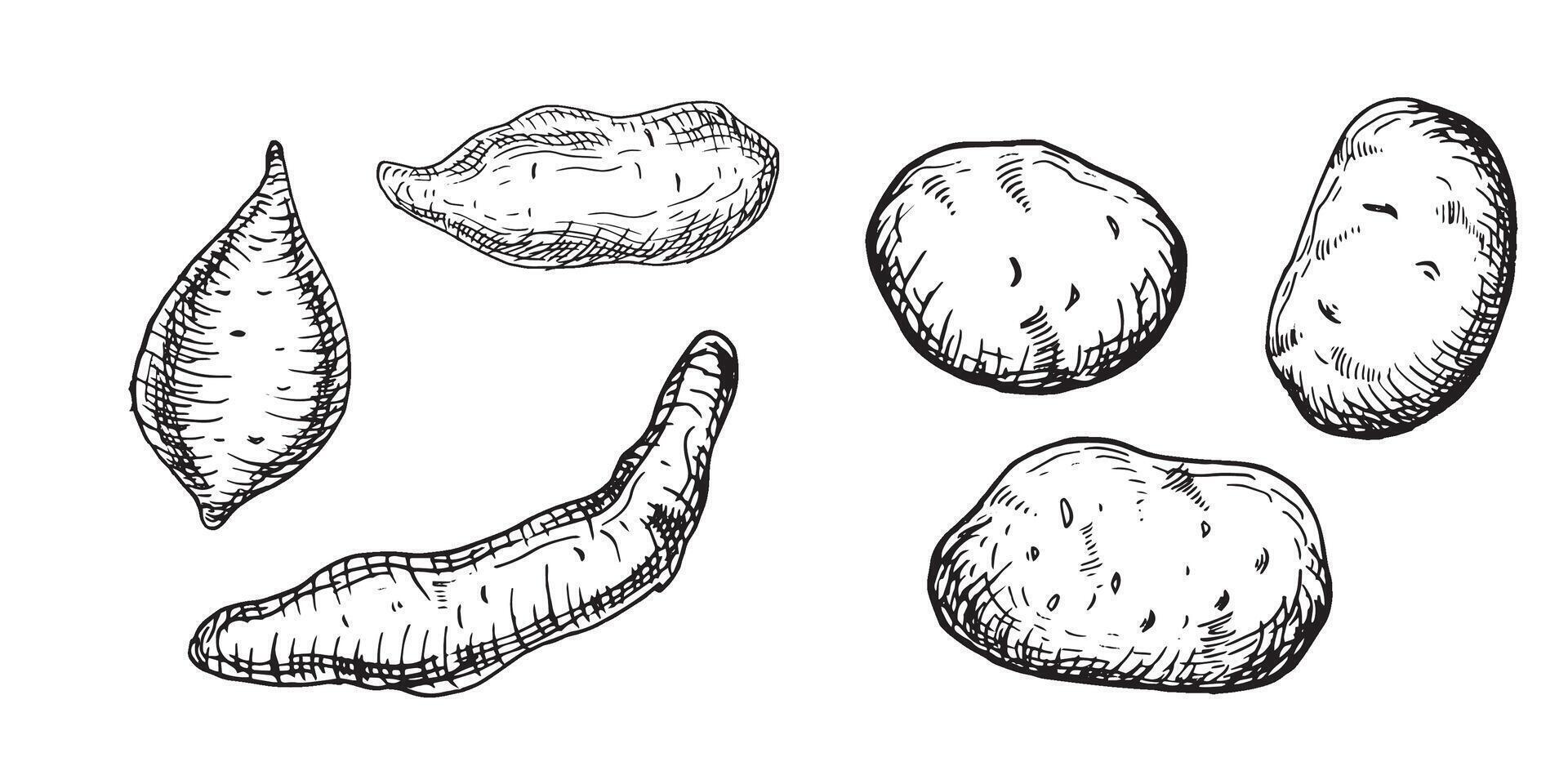 uppsättning av olika potatisar vektor illustration isolerat på vit. hela av batata bläck översikt hand ritade. knöl potatis svart vit grafisk. för design meny, omslag, Ingredienser av recept, förpackning.