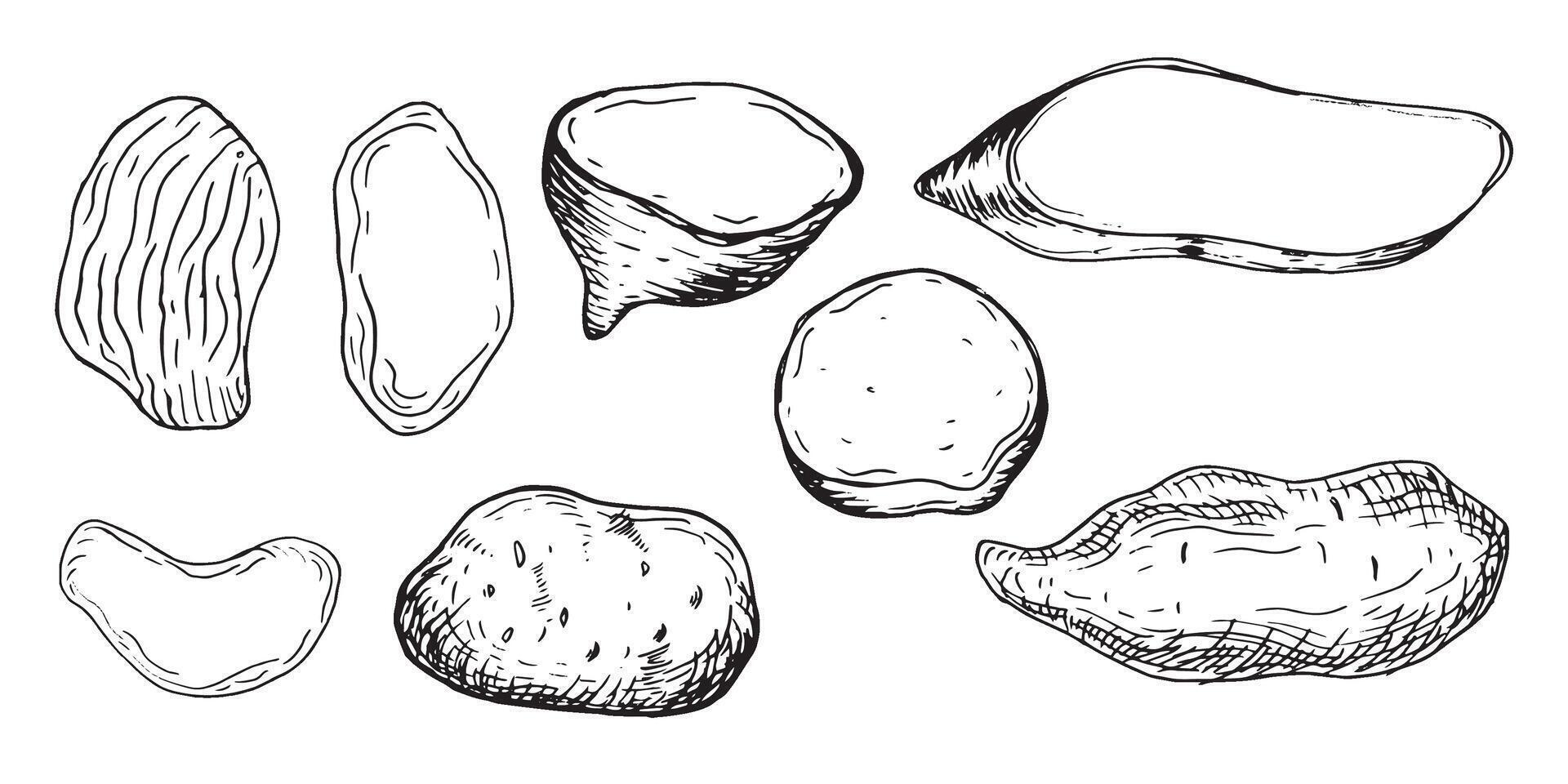 knöl potatis vektor illustration isolerat på vit. uppsättning av hela potatisar och pommes frites bläck silhuett hand ritade. rot grönsaker svart vit översikt. för design meny, omslag, förpackning