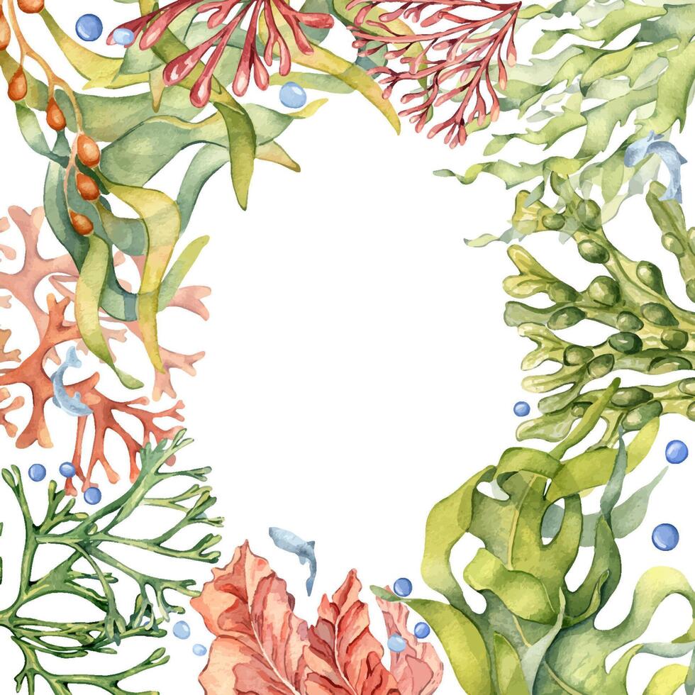 vattenfärg ram av olika alger illustration isolerat på vit. ascophyllum, kelp hand ritade. målad hav växter. design element för skylt, märka, kort, omslag, marin förpackning samling. vektor
