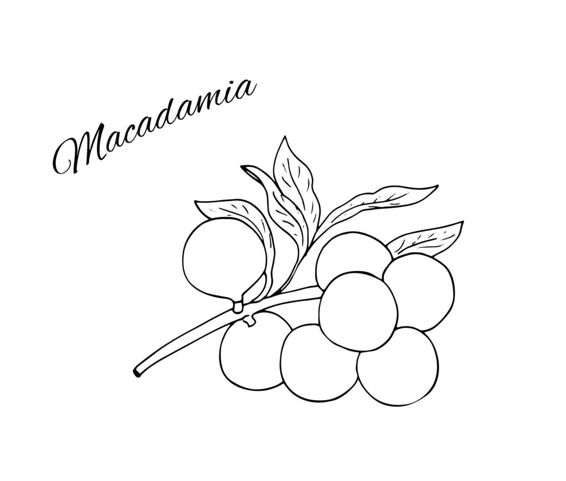 ritad för hand macadamia gren med nötter och löv. vektor botanisk illustration. macadamia nötter.