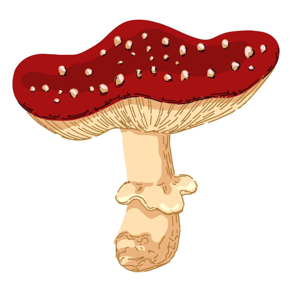 vergiften Pilz Amanita Muscaria. fliegen Pilz, Pilz im abstrakt Stil. Single modern Clip Art isoliert auf Weiß Hintergrund. zeitgenössisch Vektor Illustration.