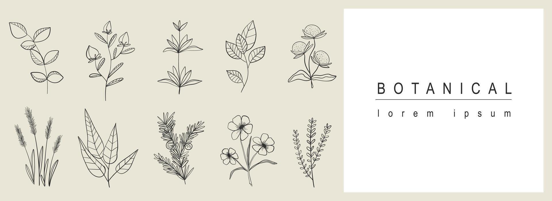 botanisk abstrakt bakgrund med blommig linje konst design. horisontell webb baner med ört- minimal sammansättning av samling med blomma blommar på kvistar, örter och löv. vektor illustration.