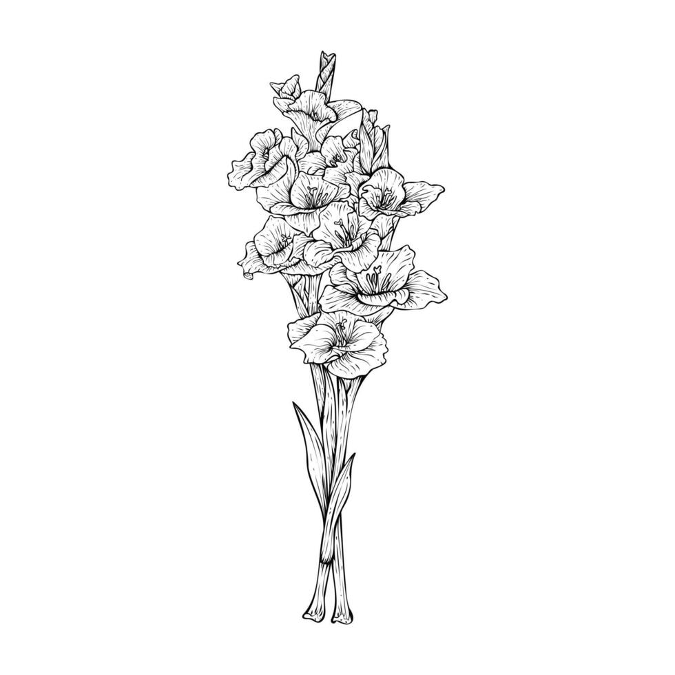 hand dragen gladiolus blomma stjälkar illustration isolerat på vit bakgrund vektor