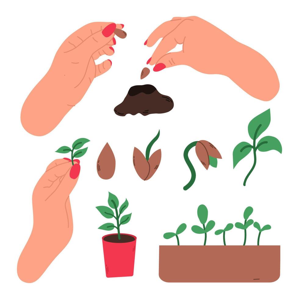 einstellen von Objekte zum wachsend Pflanzen Pflanzen ein Garten durch Mensch Hände, Zuhause Gärtner. Aussaat das Samen. vektor