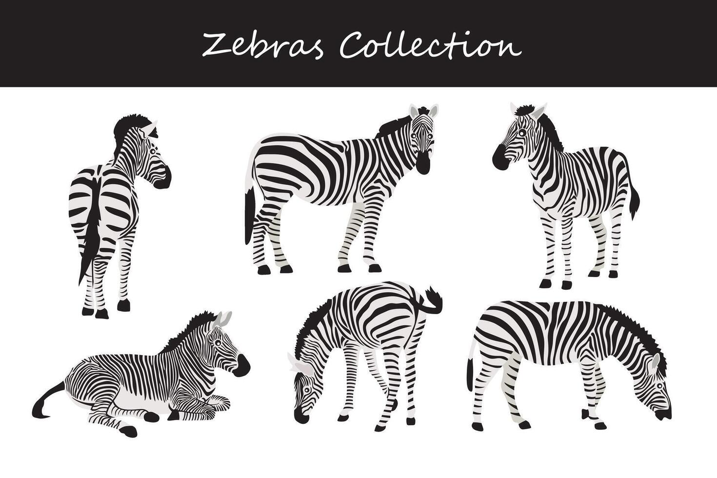 Zebra Sammlung. Vektor Illustration. isoliert auf Weiß Hintergrund.