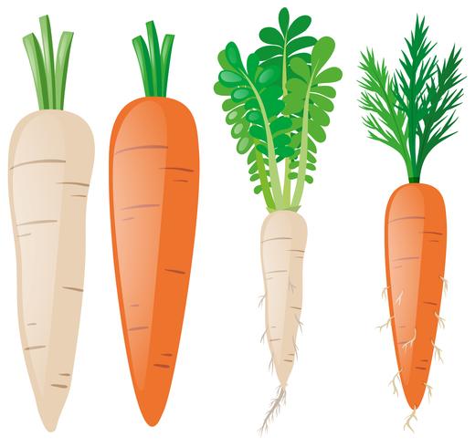 Karotten in verschiedenen Formen vektor