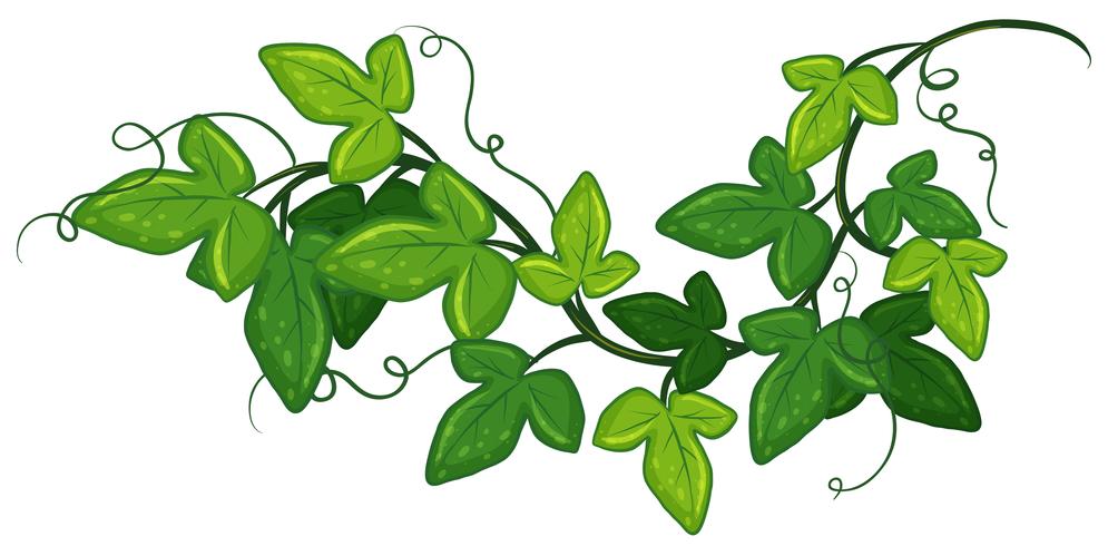 Ivy växt vektor