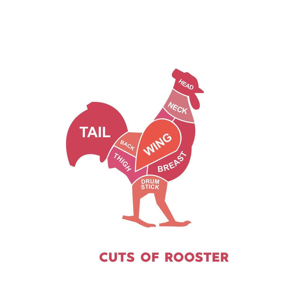 vektor illustration guide kött nedskärningar uppsättning. kyckling slaktare affisch diagram och scheman.