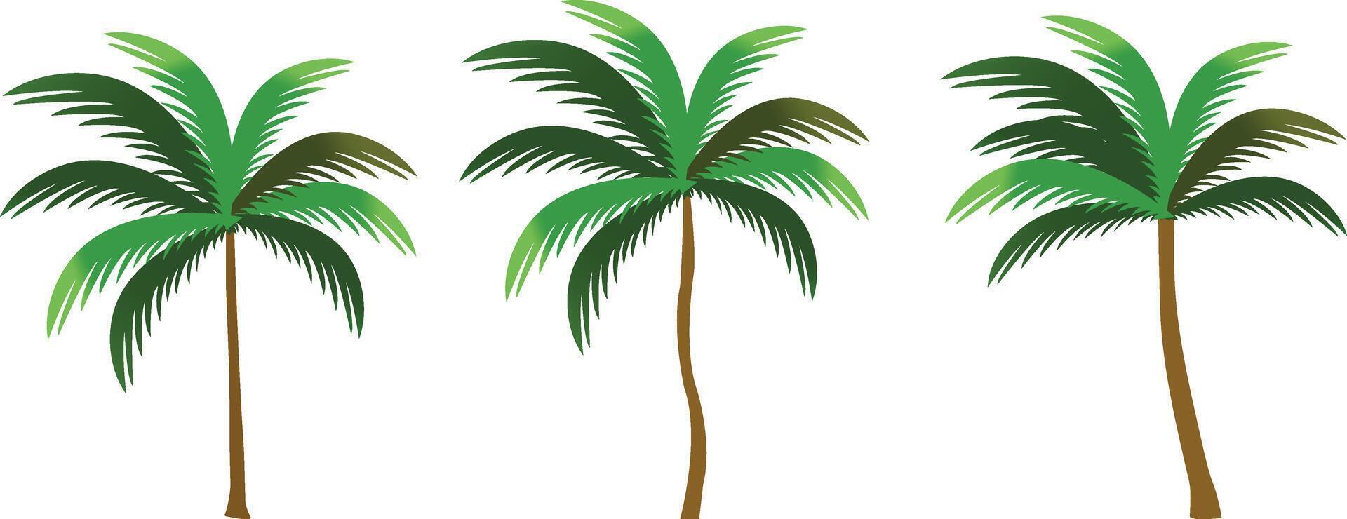 Kokosnuss Baum isoliert auf Weiß Hintergrund realistisch Vektor Illustration