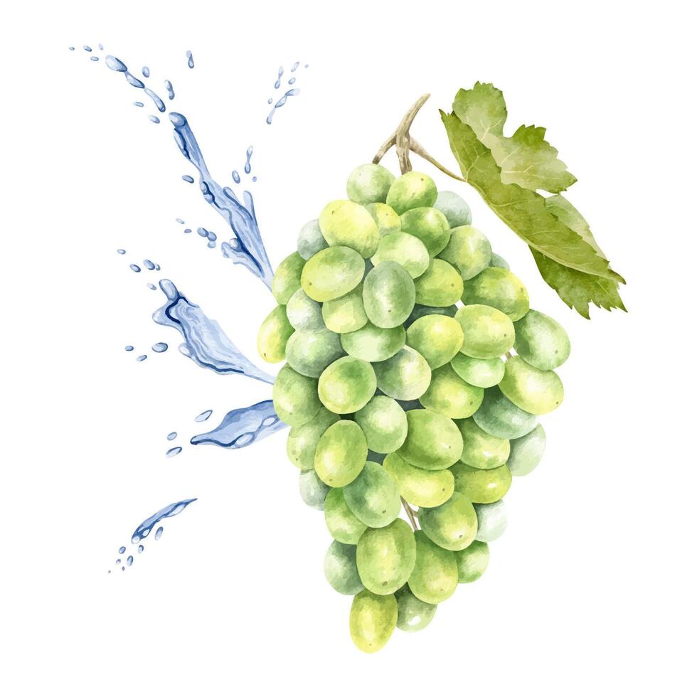 en knippa av grön vindruvor, blad och stänk vatten, droppar. vinranka. isolerat vattenfärg illustration för de design av etiketter av vin, druva juice och kosmetika, kort vektor