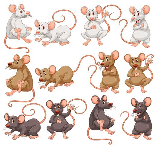 Maus mit unterschiedlicher Fellfarbe vektor