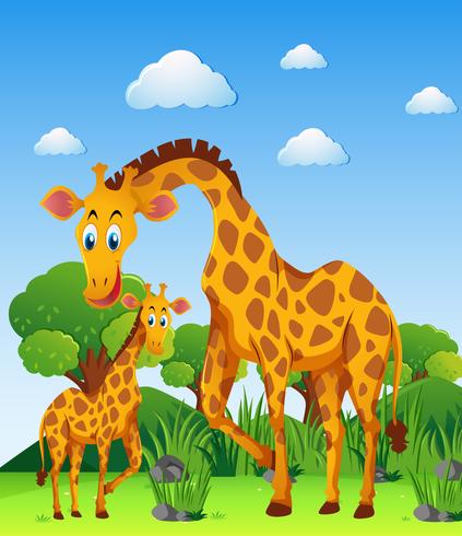 Två giraffer i fältet vektor
