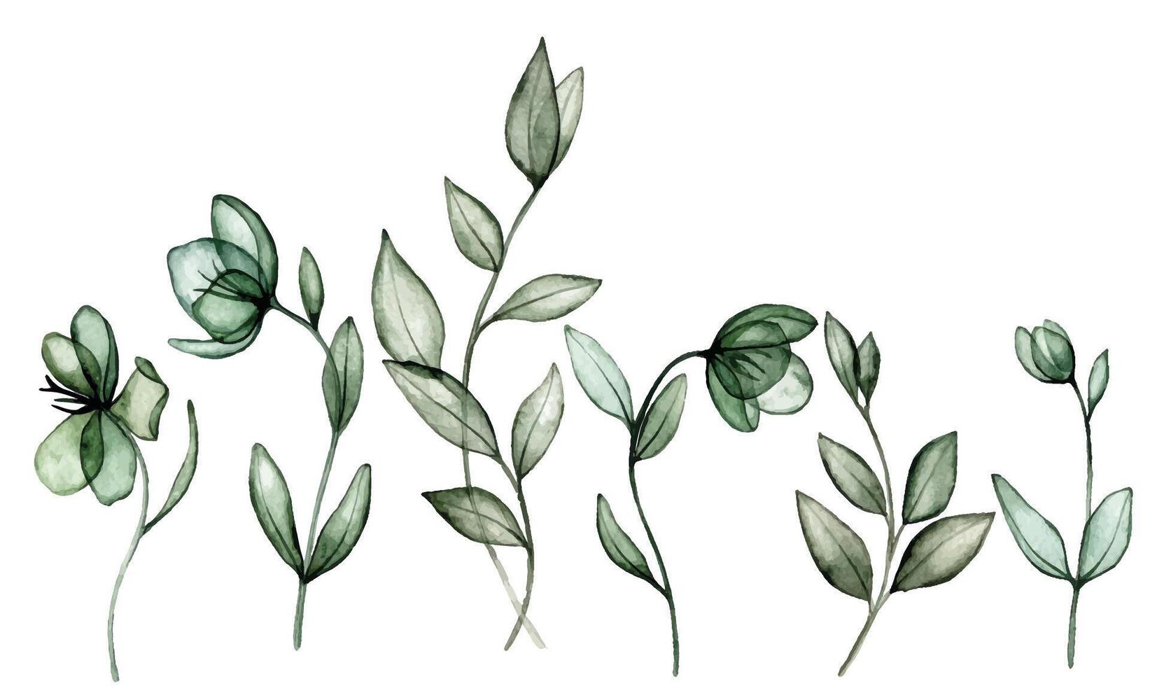 Aquarell Zeichnung. einstellen von transparent Nieswurz Blumen und Blätter. Röntgen vektor