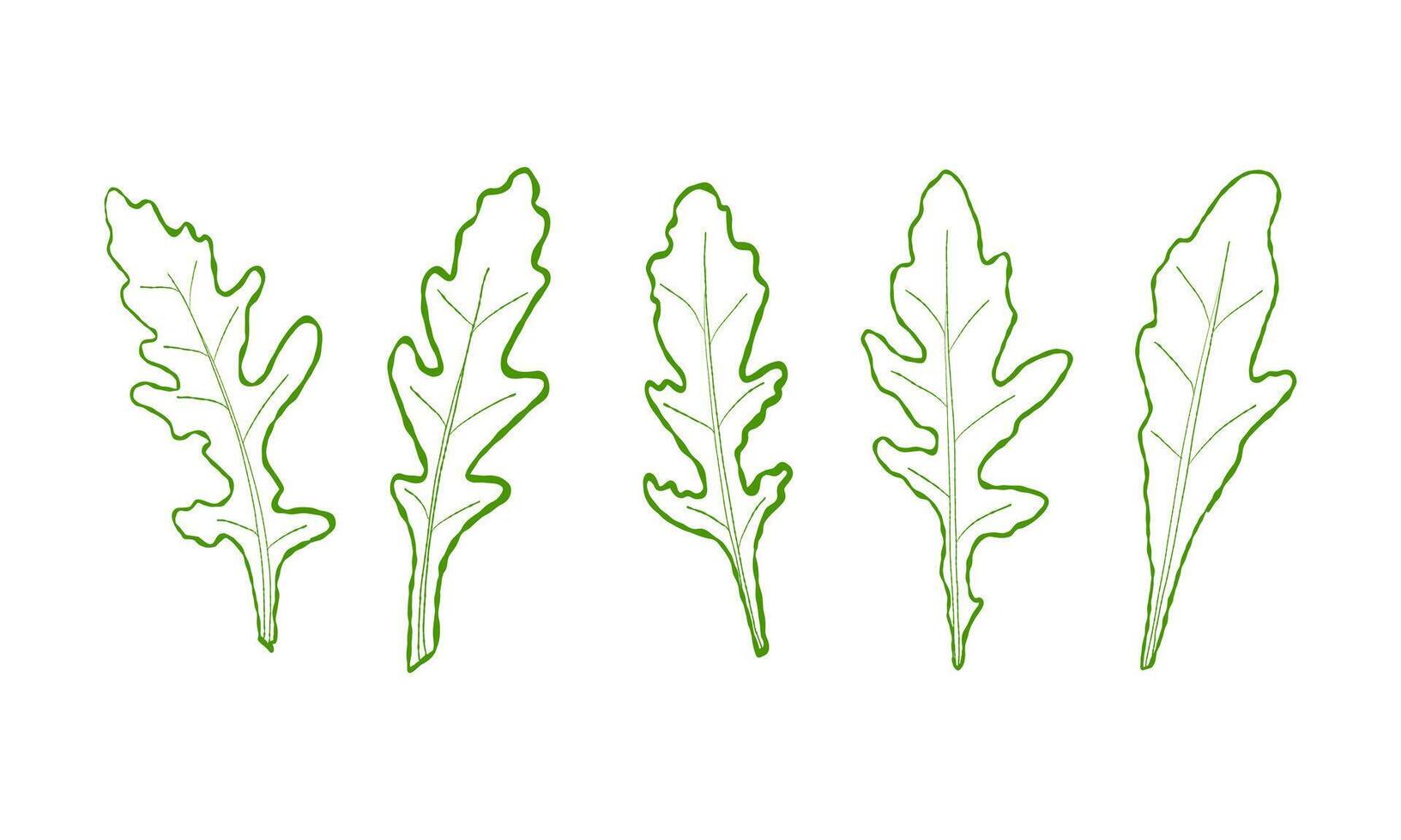 uppsättning av löv linje ruccola. vektor målad. illustration superfood på vit bakgrund. skiss löv i tecknad serie platt stil grön översikt. grön Färg.