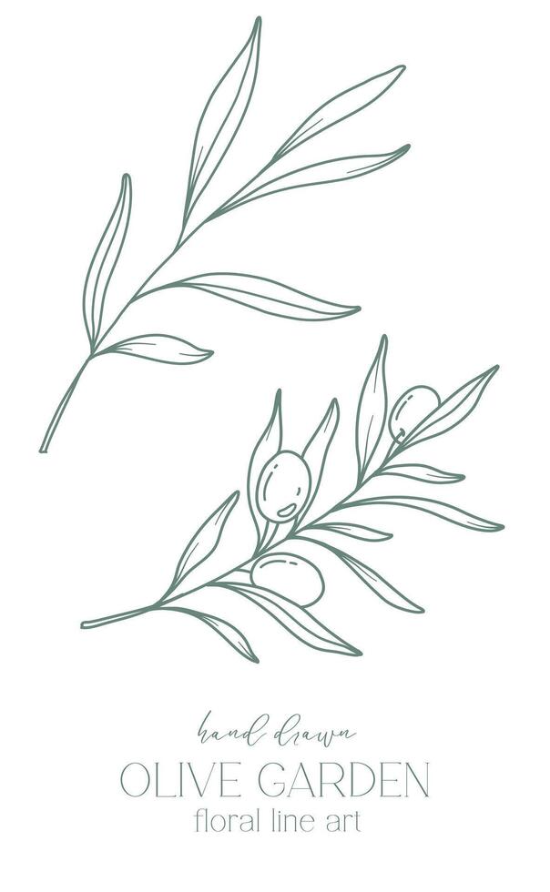 Olive Ast auf Weiß Hintergrund Vektor Illustration. Oliven Linie Zeichnung. schwarz und Weiß Olive Geäst. Blumen- Linie Kunst. fein Linie Oliven Illustration. Hand gezeichnet Olive. Hochzeit Einladung Grün