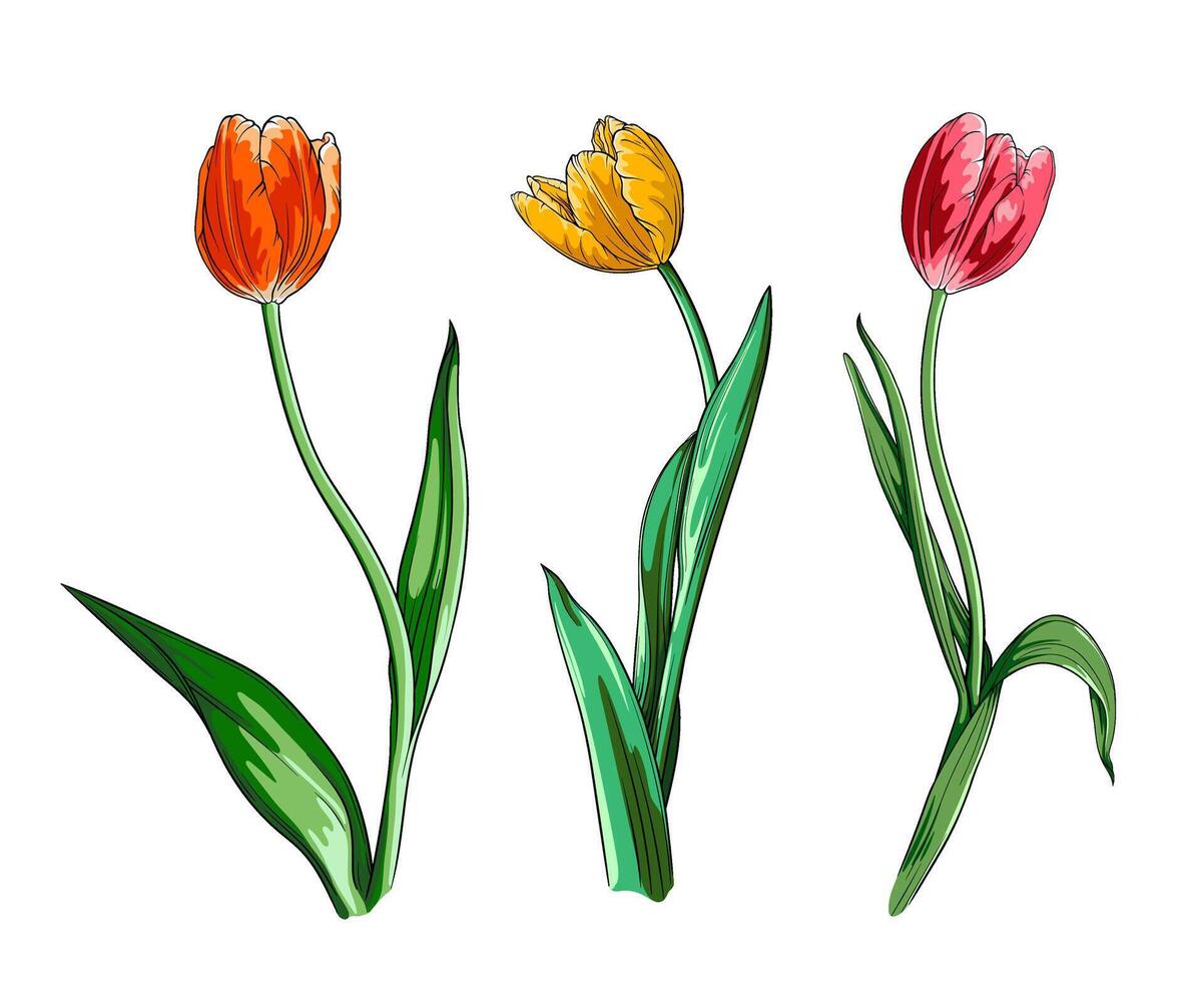 Sammlung von elegant Tulpen. einstellen von Gelb, Rosa und rot Tulpe auf ein lange Stengel. Vektor botanisch Illustration auf transparent Hintergrund