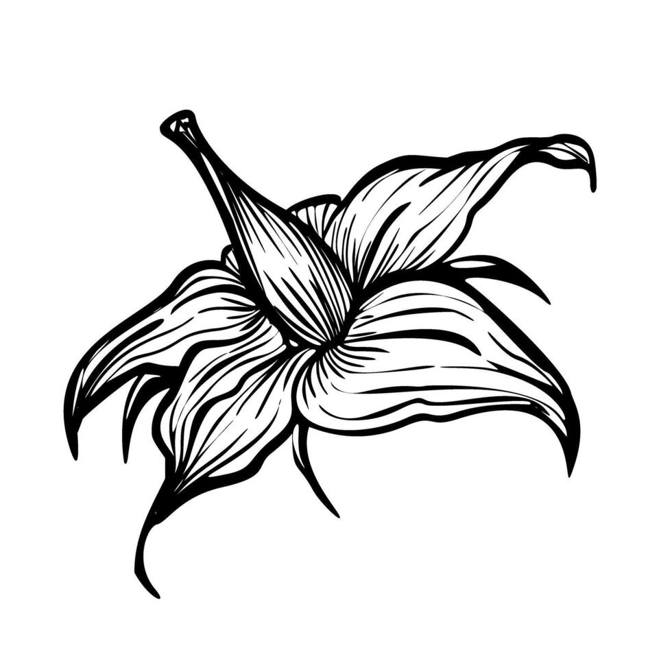 Tomate Blume Vektor Illustration. Pflanze im Linie Kunst Stil. skizzieren von Lycopersicum Solanum im schwarz und Weiß Farben. Radierung von Blühen Kraut gemalt durch Tinten. einfarbig botanisch Gravur