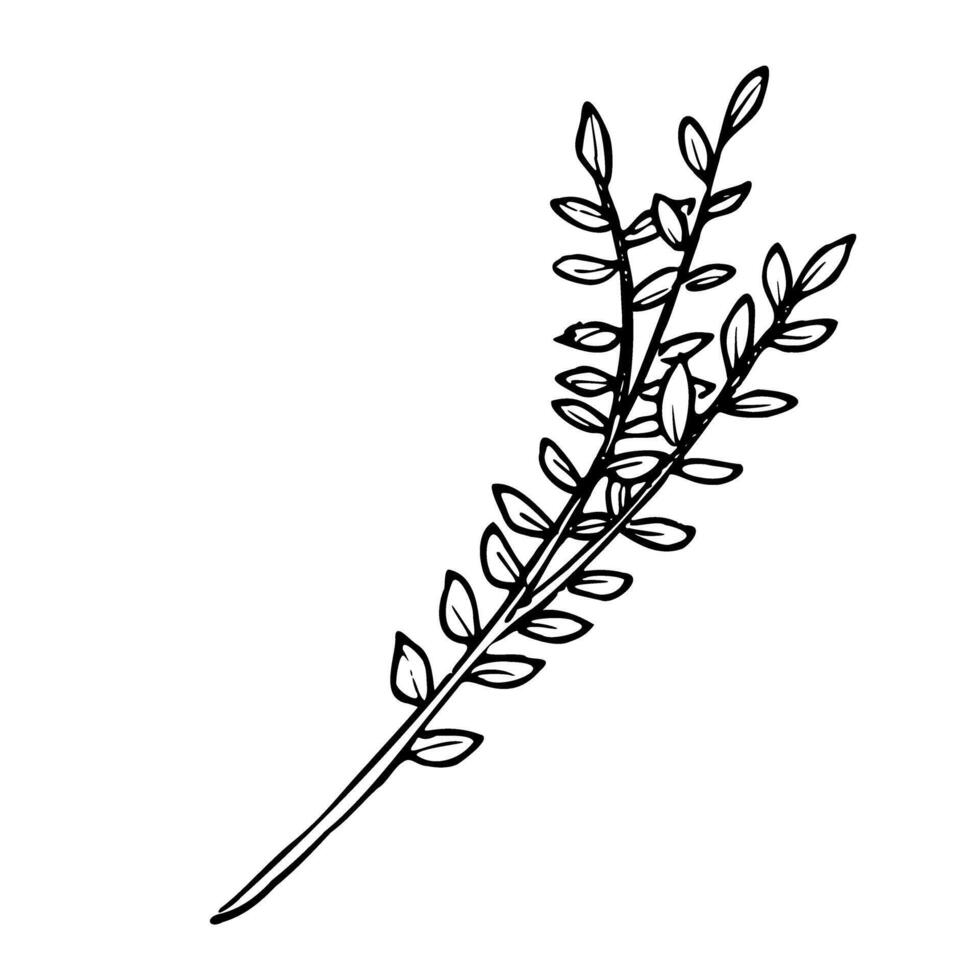 Vektor einfach Ast. Pflanze im Gekritzel Stil gemalt durch schwarz Tinte. botanisch Zeichnung von einfarbig Kraut mit Blätter. linear skizzieren auf isoliert Hintergrund zum Symbol oder Logo. Gliederung Radierung