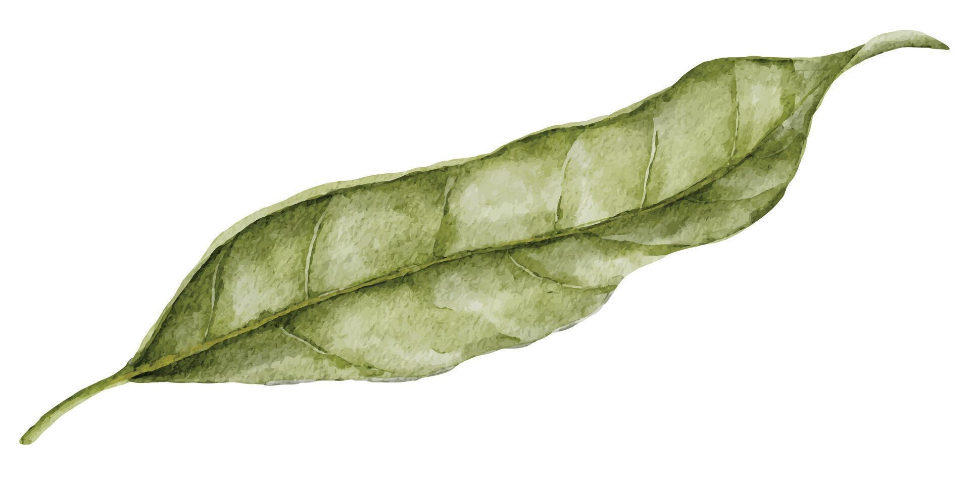 Blatt Aquarell Illustration. Hand gezeichnet Clip Kunst auf isoliert Hintergrund. botanisch Gemälde von Grün Pflanze. Zeichnung von Jahrgang Natur Design Element. Avocado Laub skizzieren vektor