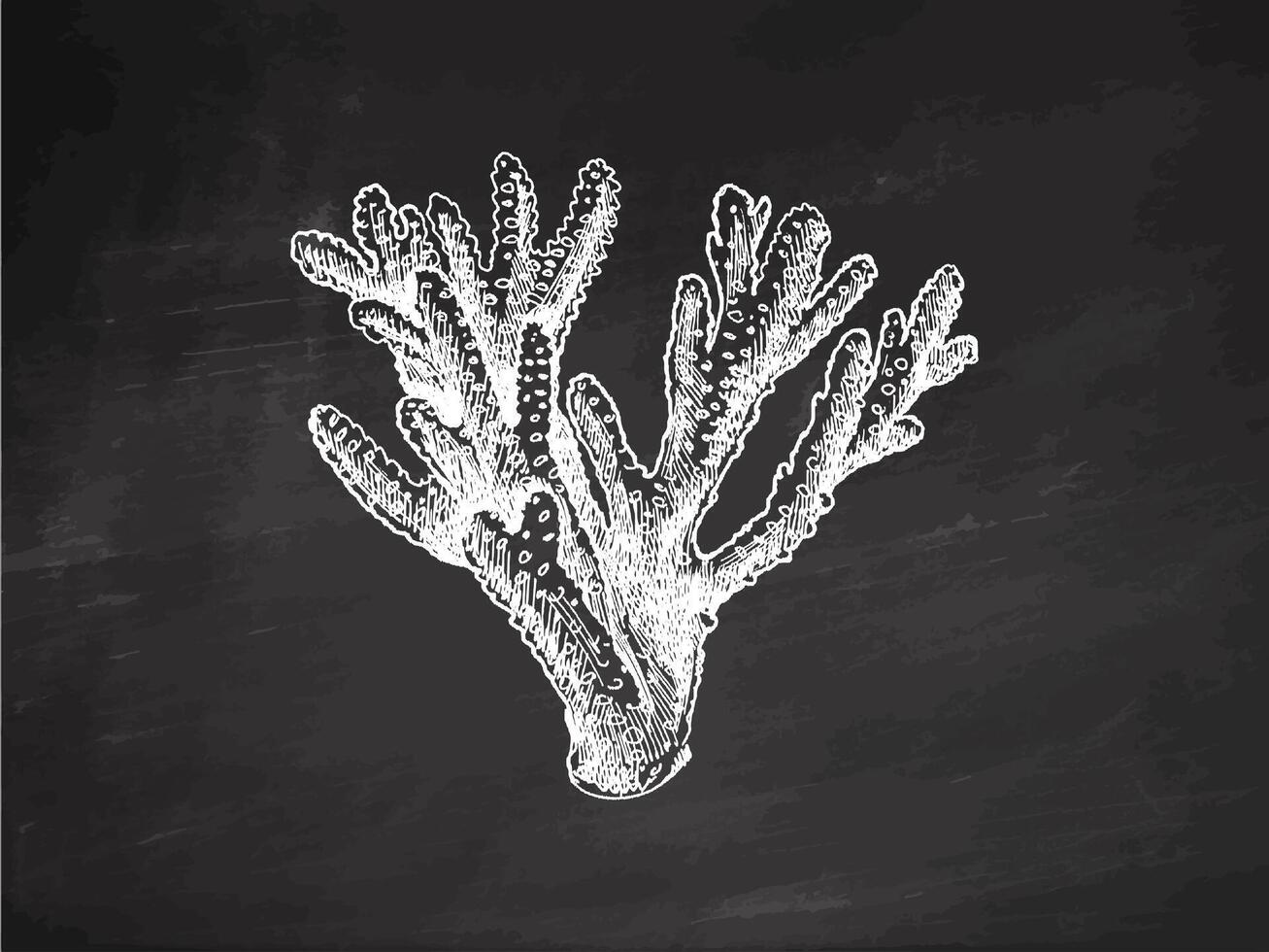 handgemalt Koralle skizzieren. unter Wasser tropisch Riff Element. Vektor graviert Abbildungen isoliert auf Tafel Hintergrund.