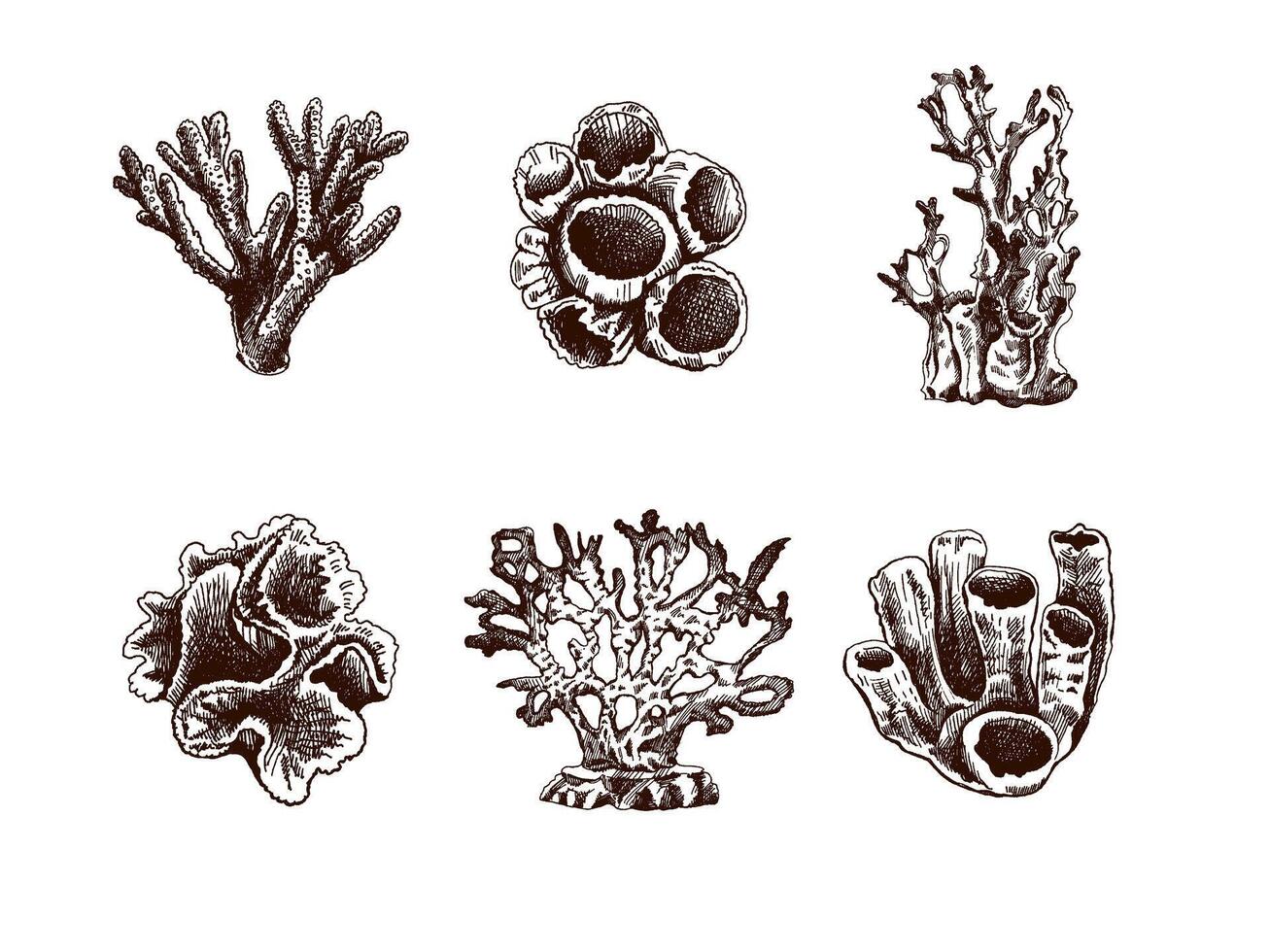 handgemalt skizzieren einstellen von verschiedene Korallen. tropisch Riff Elemente. Vektor graviert Illustrationen. Beste zum nautisch Entwürfe.