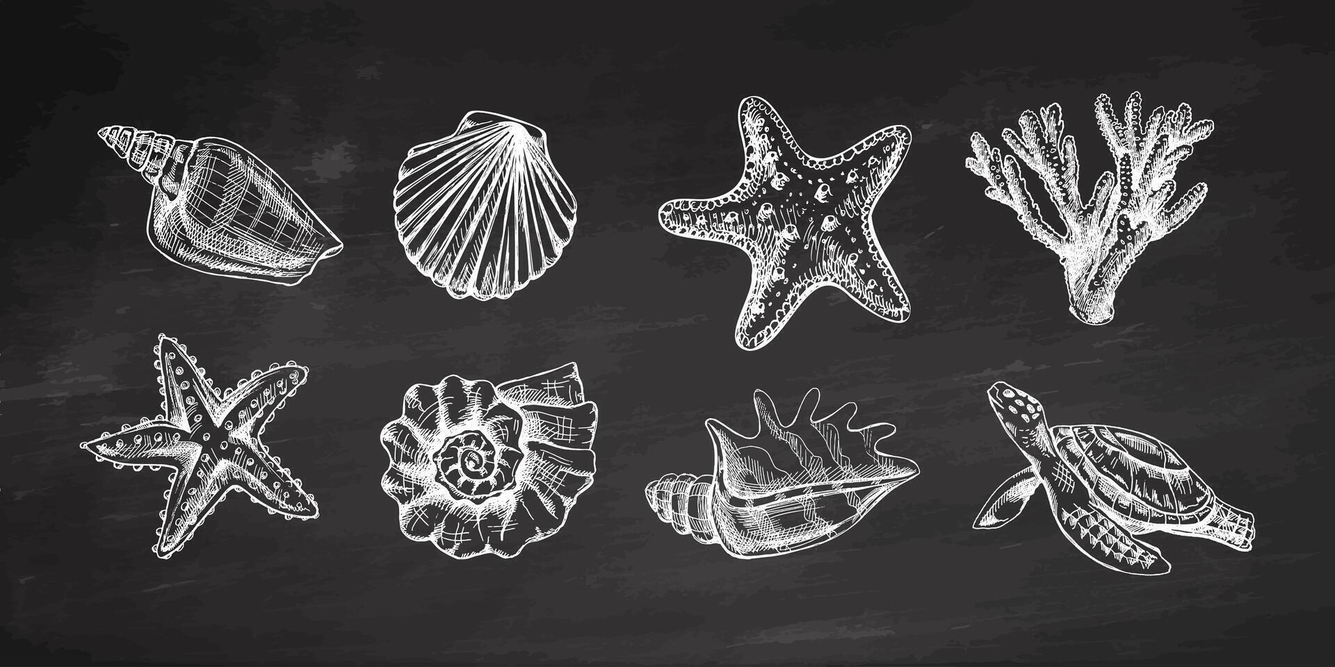 Muscheln, Seestern, Koralle, Meer Schildkröte, Jakobsmuschel, Nautilus Molluske Vektor Satz. handgemalt skizzieren Illustration. Sammlung von realistisch Skizzen von verschiedene Ozean Kreaturen auf Tafel Hintergrund.