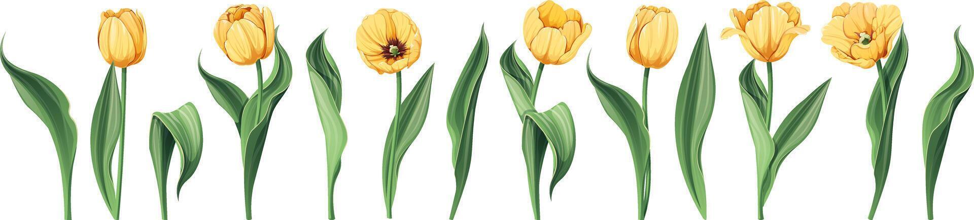 einstellen von Tulpen auf ein isoliert Hintergrund im Karikatur Stil. Frühling Gelb Blumen zum Damen Tag, Ostern. Vektor Blumen- Illustration.