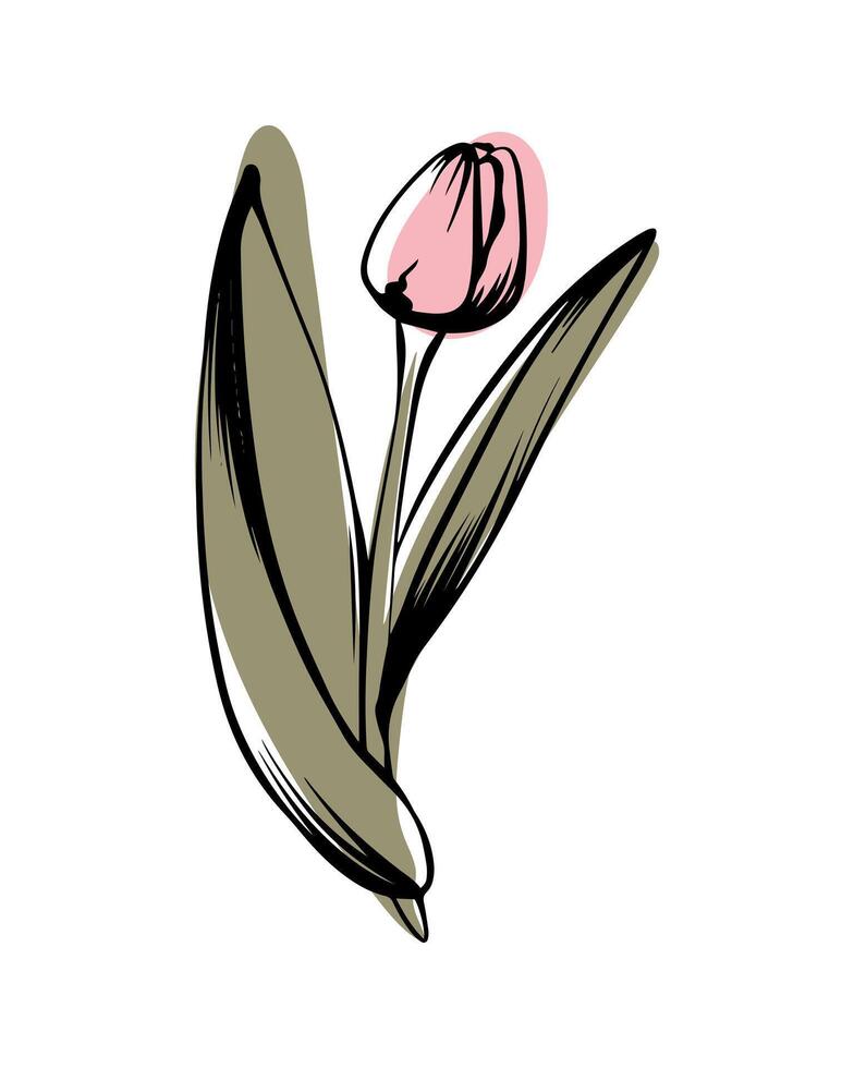 Tulpe im skizzieren Stil mit abstrakt Farbe Formen, handgemalt isoliert auf Weiß Hintergrund. Blumen- skizzieren zum drucken Entwürfe, Beschilderung, Blume Geschäfte, Logos im schwarz und Weiß. vektor