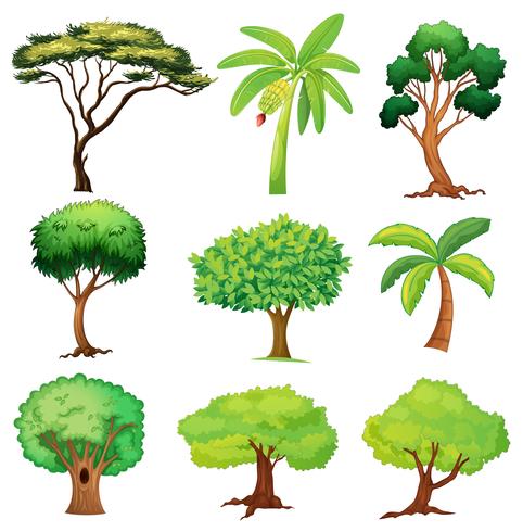 Verschiedene Bäume vektor