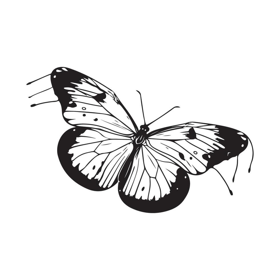 Schmetterling Vektor Kunst und Grafik