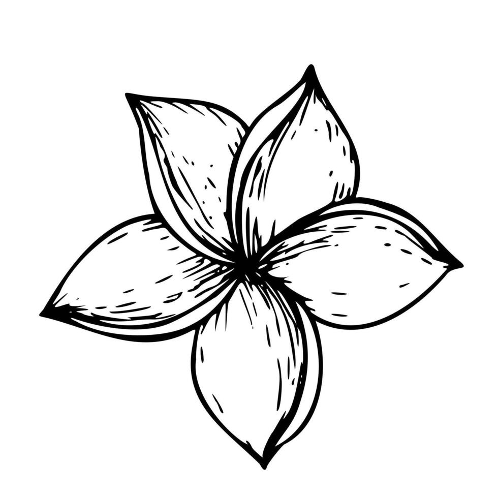 tropisk vektor plumeria blomma illustration på isolerat bakgrund. skön botanisk hand målad linjär exotisk frangipani. för designers, spa dekoration, vykort, bröllop, hälsningar, wallpa
