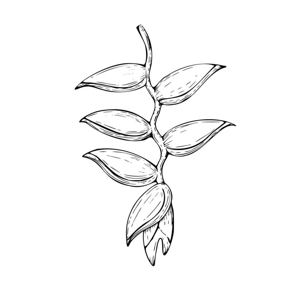 tropisch Vektor Heliconia Blume Illustration auf isoliert Hintergrund. schön botanisch Hand gemalt linear exotisch Frangipani. zum Designer, Spa Dekoration, Postkarten, Hochzeit, Grüße, Hintergrund