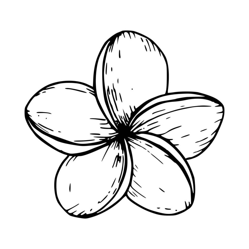 tropisk vektor plumeria blomma illustration på isolerat bakgrund. skön botanisk hand målad linjär exotisk frangipani. för designers, spa dekoration, vykort, bröllop, hälsningar, wallpa