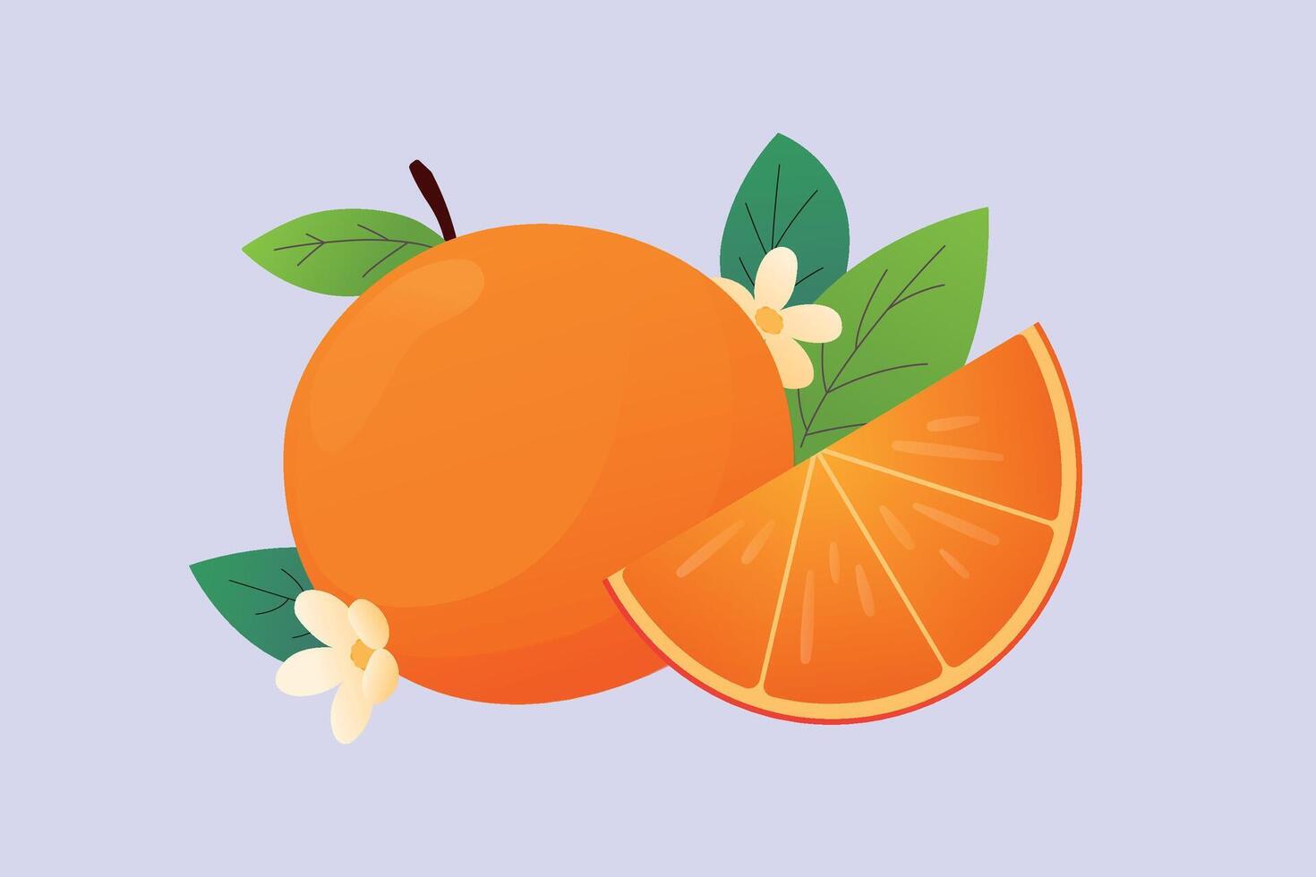 Orange Obst Vektor Illustration isoliert Hintergrund