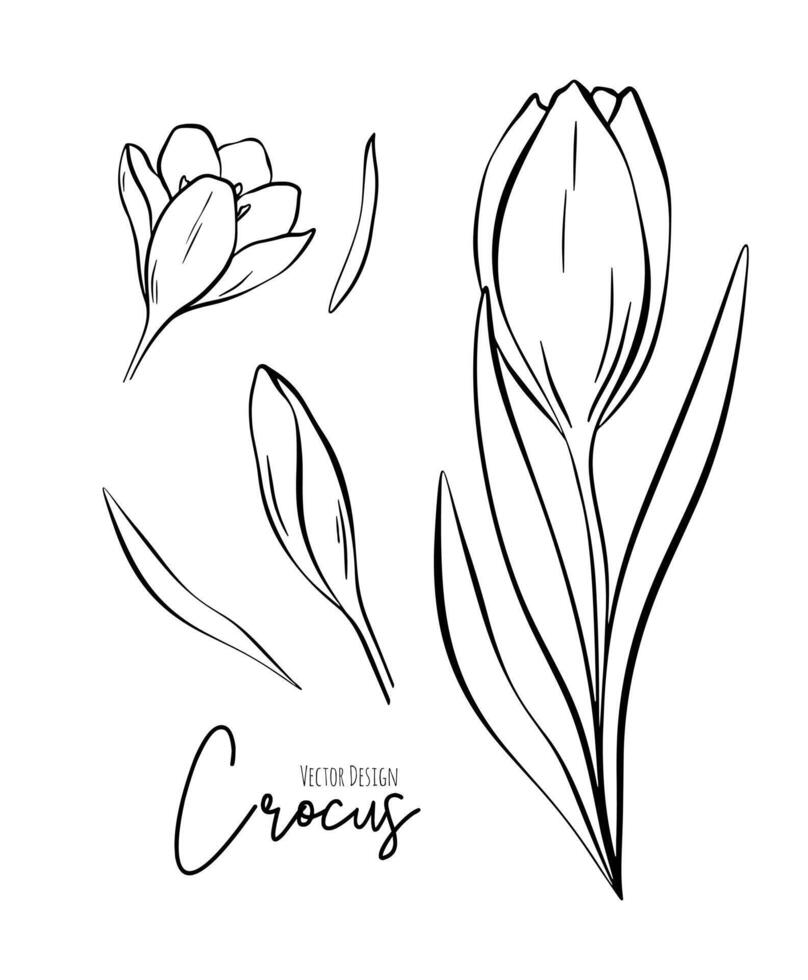 botanisch einstellen Linie Illustration von Krokus Blumen zum Hochzeit Einladung und Karten, Logo Design, Netz, Sozial Medien und Poster, Vorlage, Werbung, Schönheit und kosmetisch Industrie. vektor