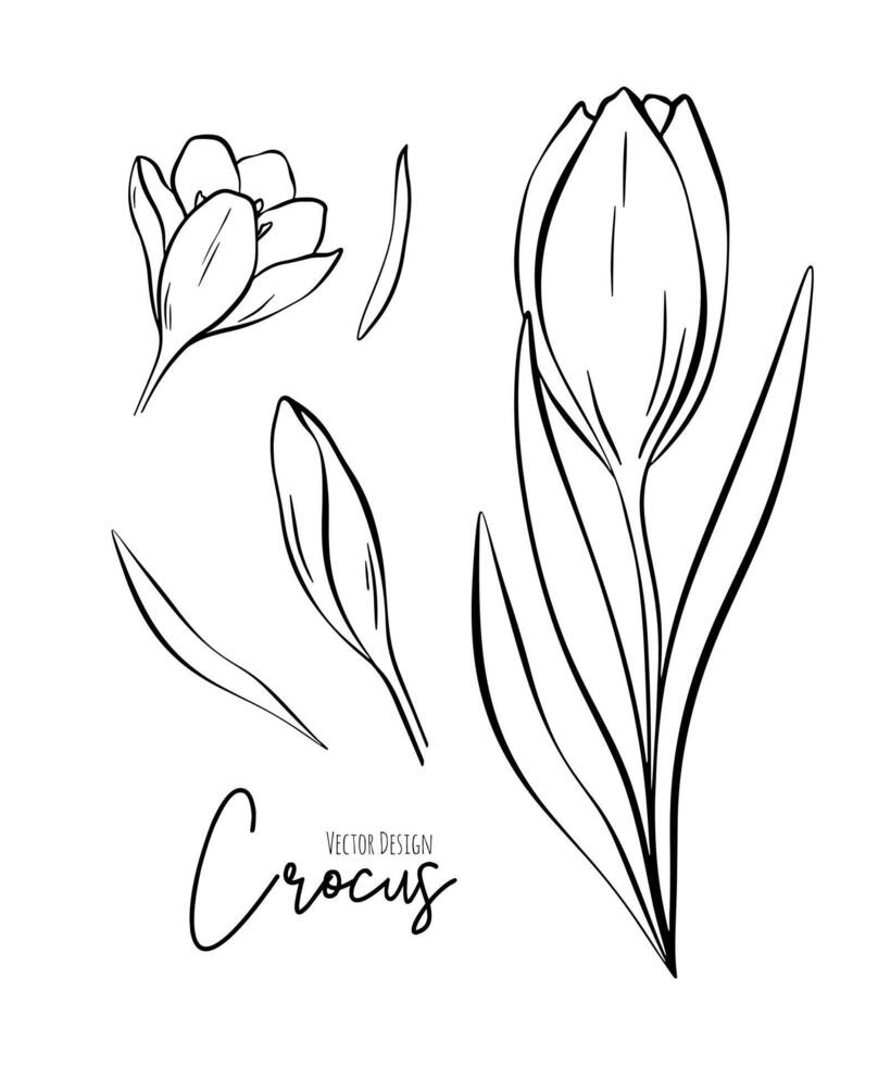 botanisk uppsättning linje illustration av krokus blommor för bröllop inbjudan och kort, logotyp design, webb, social media och affisch, mall, annons, skönhet och kosmetisk industri. vektor