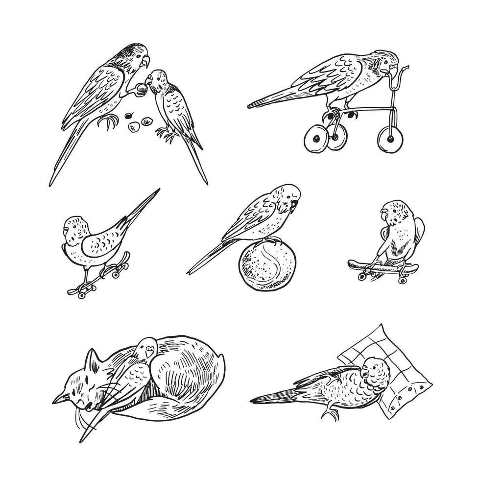 papegojor fåglar husdjur vektor illustrationer uppsättning.