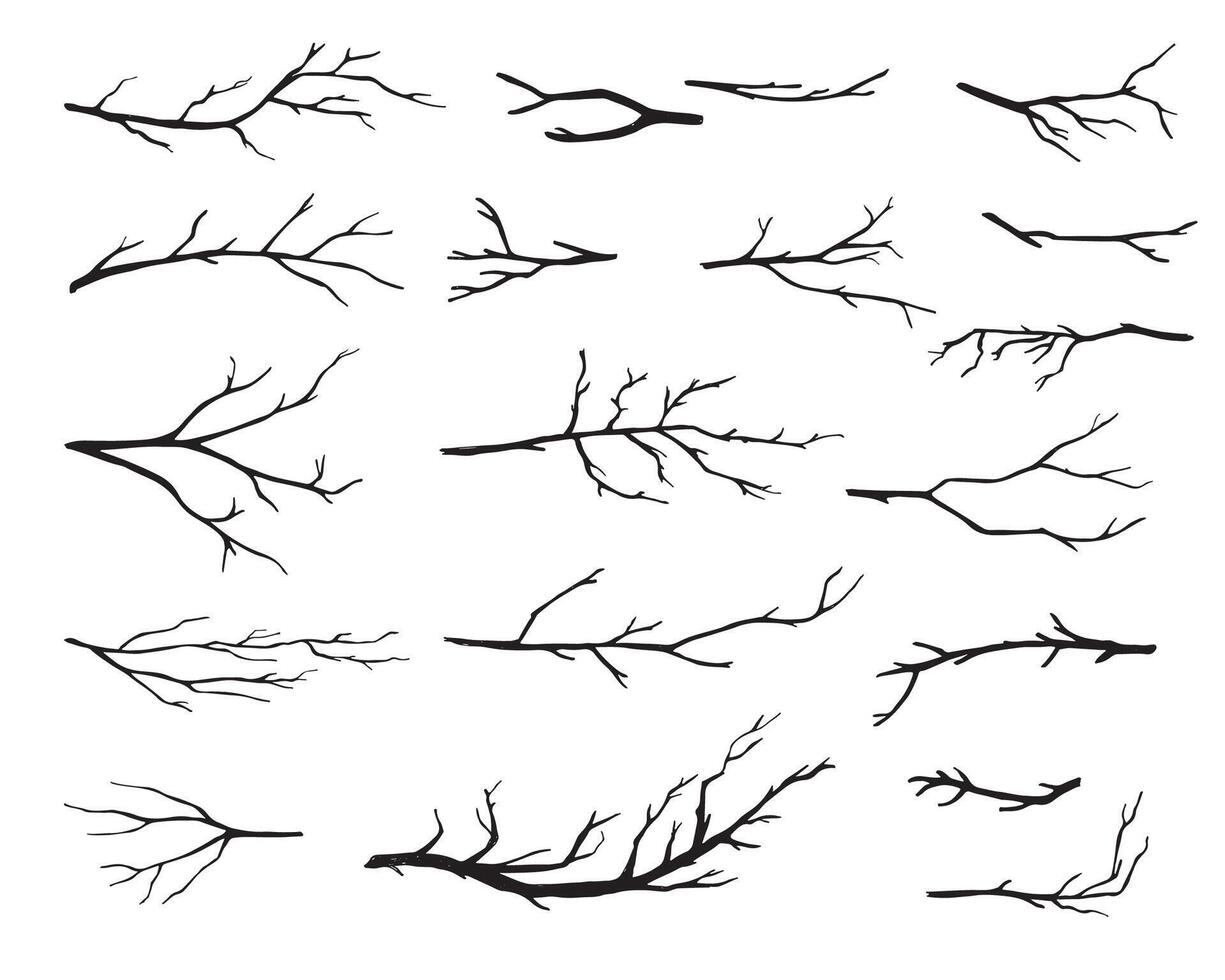 hand dragen träd grenar samling, torr träd grenar på vit bakgrund vektor