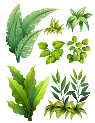 Verschiedene Arten von Blättern vektor