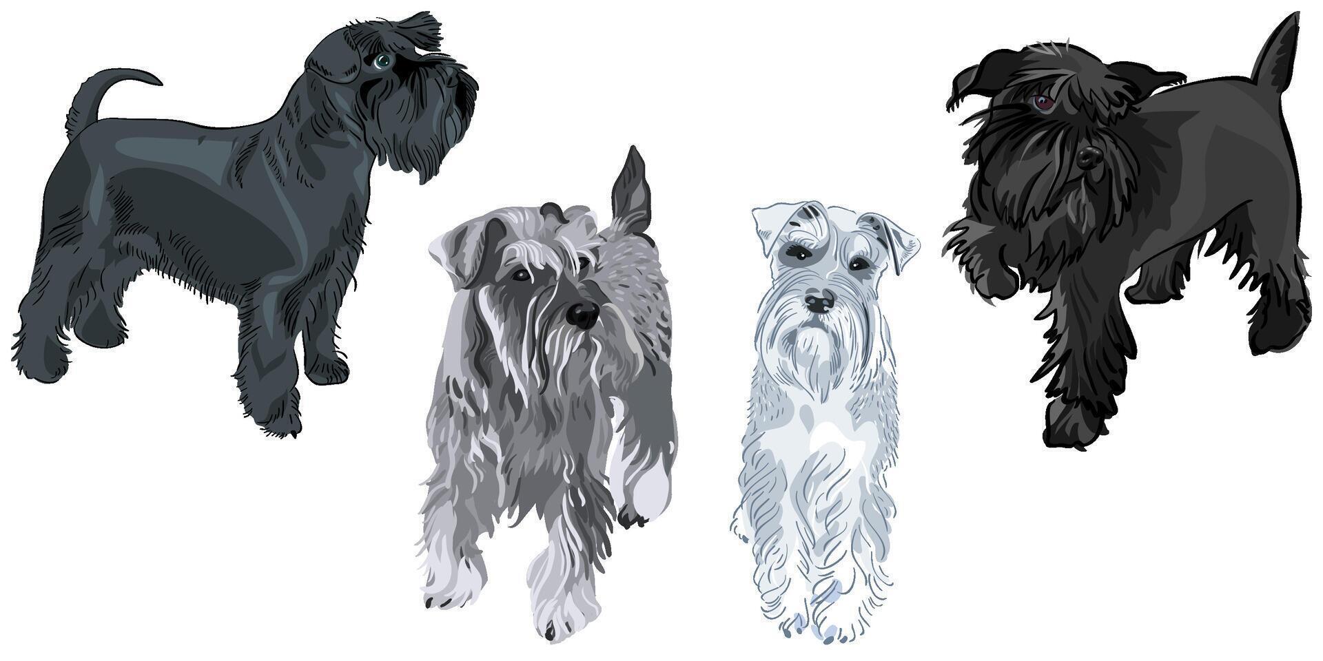 einstellen Miniatur Schnauzer Hunde vektor