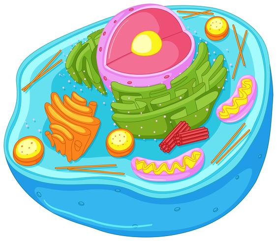 Schließen Sie herauf Diagramm der Tierzelle vektor