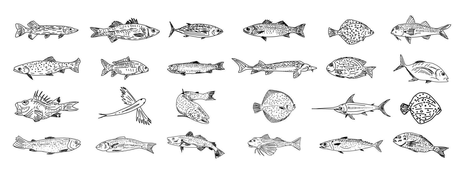 handgezeichneter Fischsatz. Fischskizzensammlung. vektor