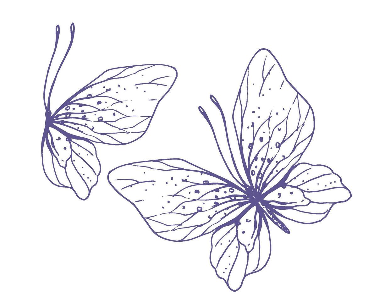 zart Schmetterlinge mit Muster auf das Flügel, einfach, süss, Licht, romantisch. Illustration grafisch handgemalt im lila Tinte im Linie Stil. einstellen von isoliert eps Vektor Objekte
