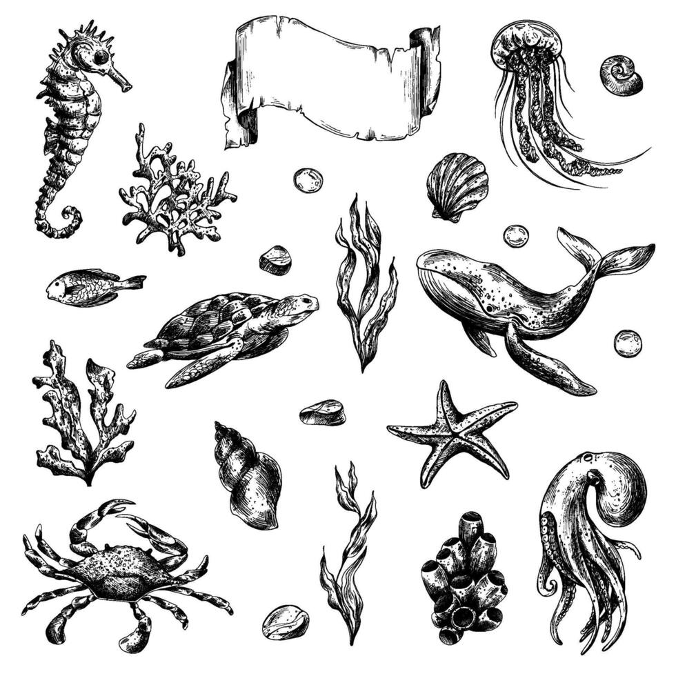 unter Wasser Welt Clip Art mit Meer Tiere Wal, Schildkröte, Krake, Seepferdchen, Seestern, Muscheln, Koralle und Algen. Grafik Illustration Hand gezeichnet im schwarz Tinte. einstellen von isoliert Objekte eps Vektor. vektor