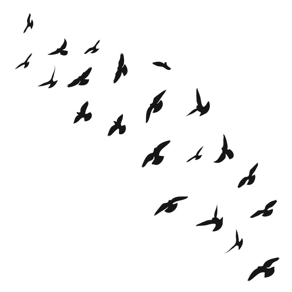 Silhouette skizzieren von ein Herde von fliegend Vögel, Flug im anders Positionen. abheben, fliegend, Flug, flattern, schweben, hochfliegend, Landung vektor