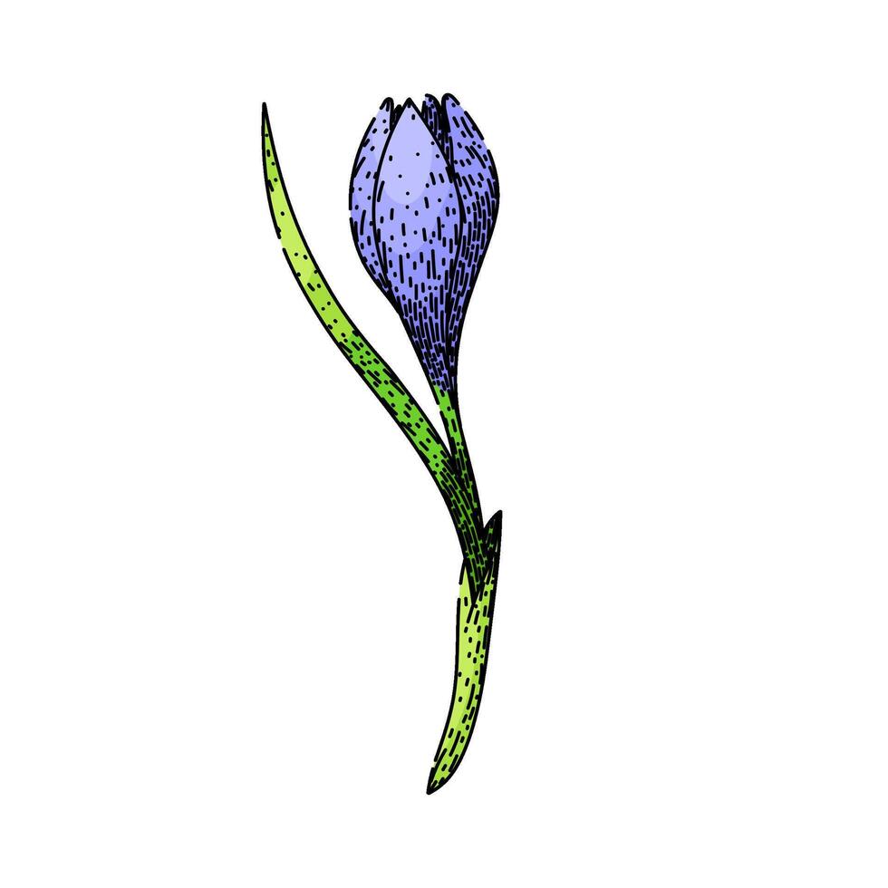 Blume Krokus skizzieren Hand gezeichnet Vektor