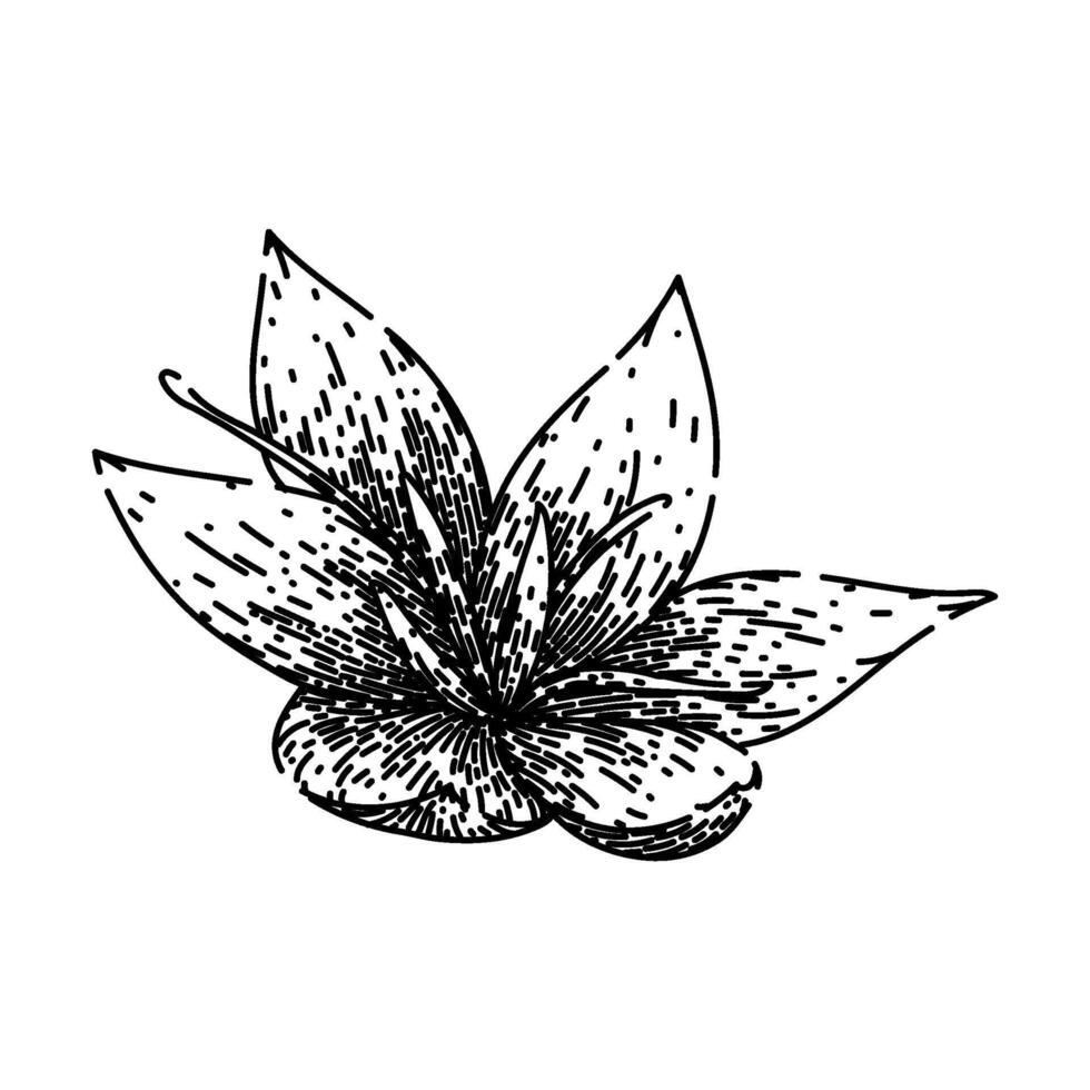 Parfüm Safran skizzieren Hand gezeichnet Vektor